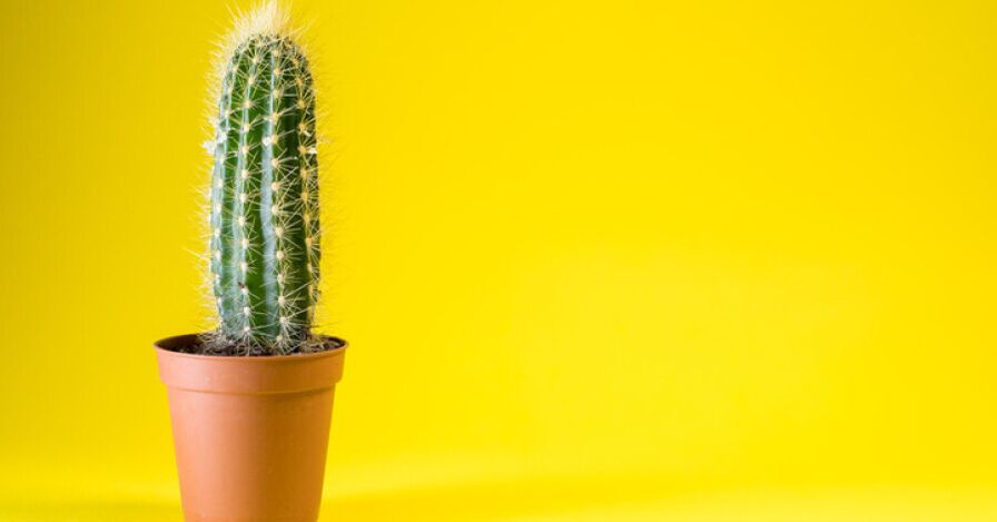 After enlargement surgery, you may experience penis discomfort